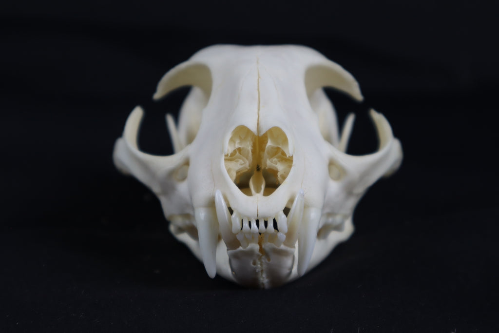 Bobcat Skull