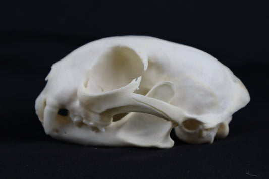 Bobcat Skull
