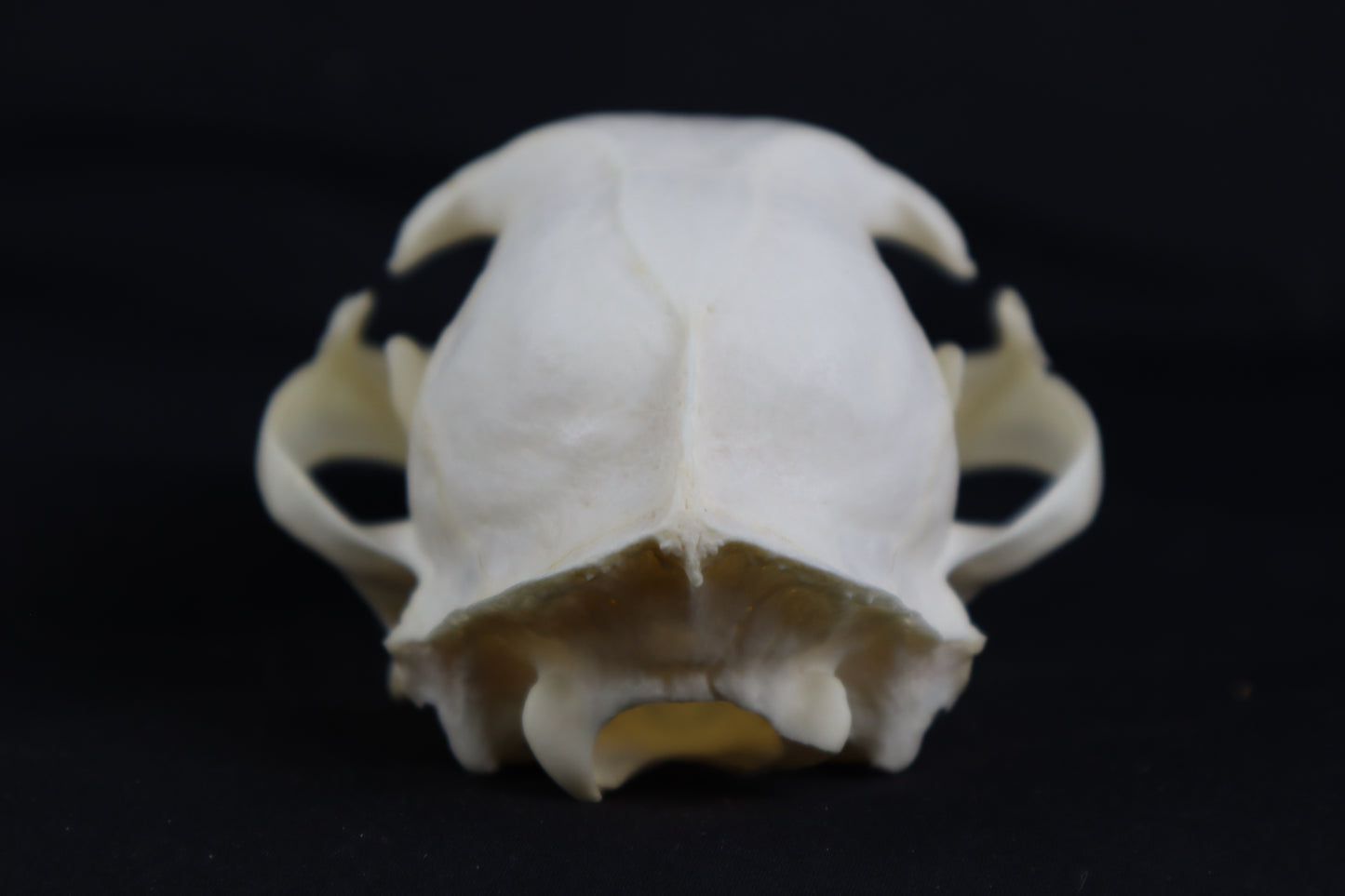 Bobcat Skull