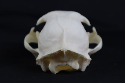 Bobcat Skull