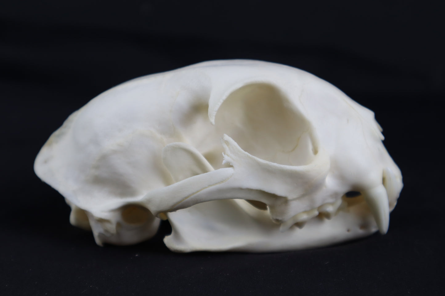 Bobcat Skull