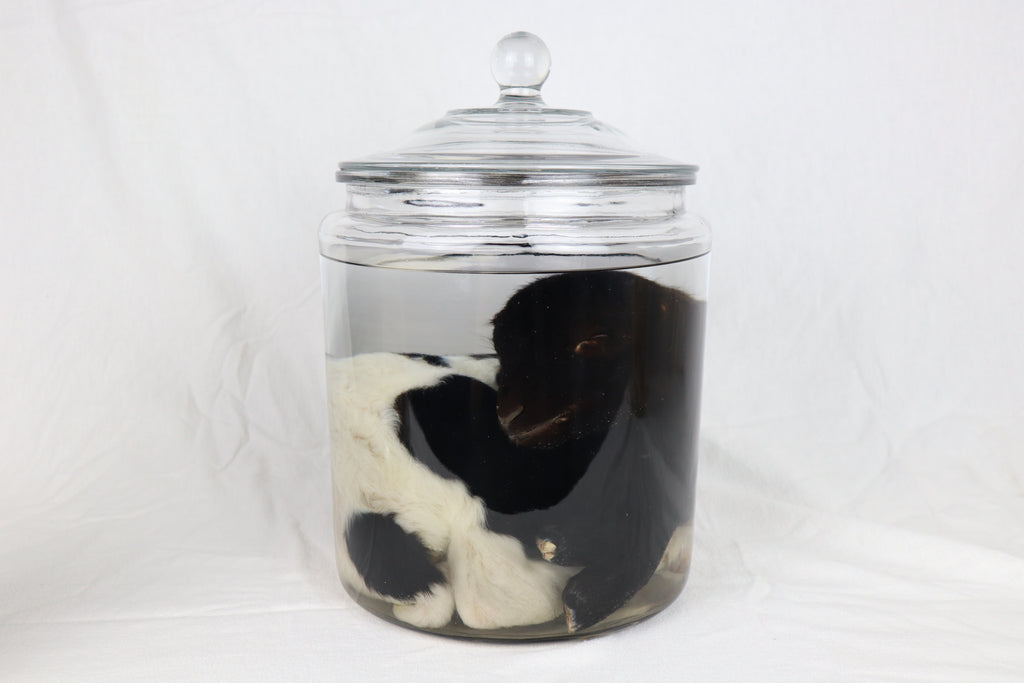 Wet Specimen Lamb
