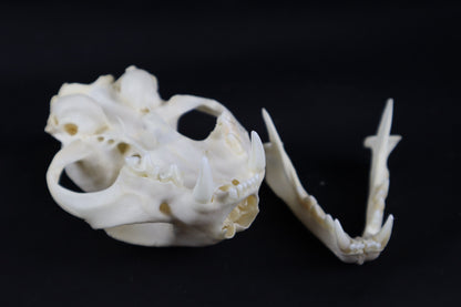 Bobcat Skull