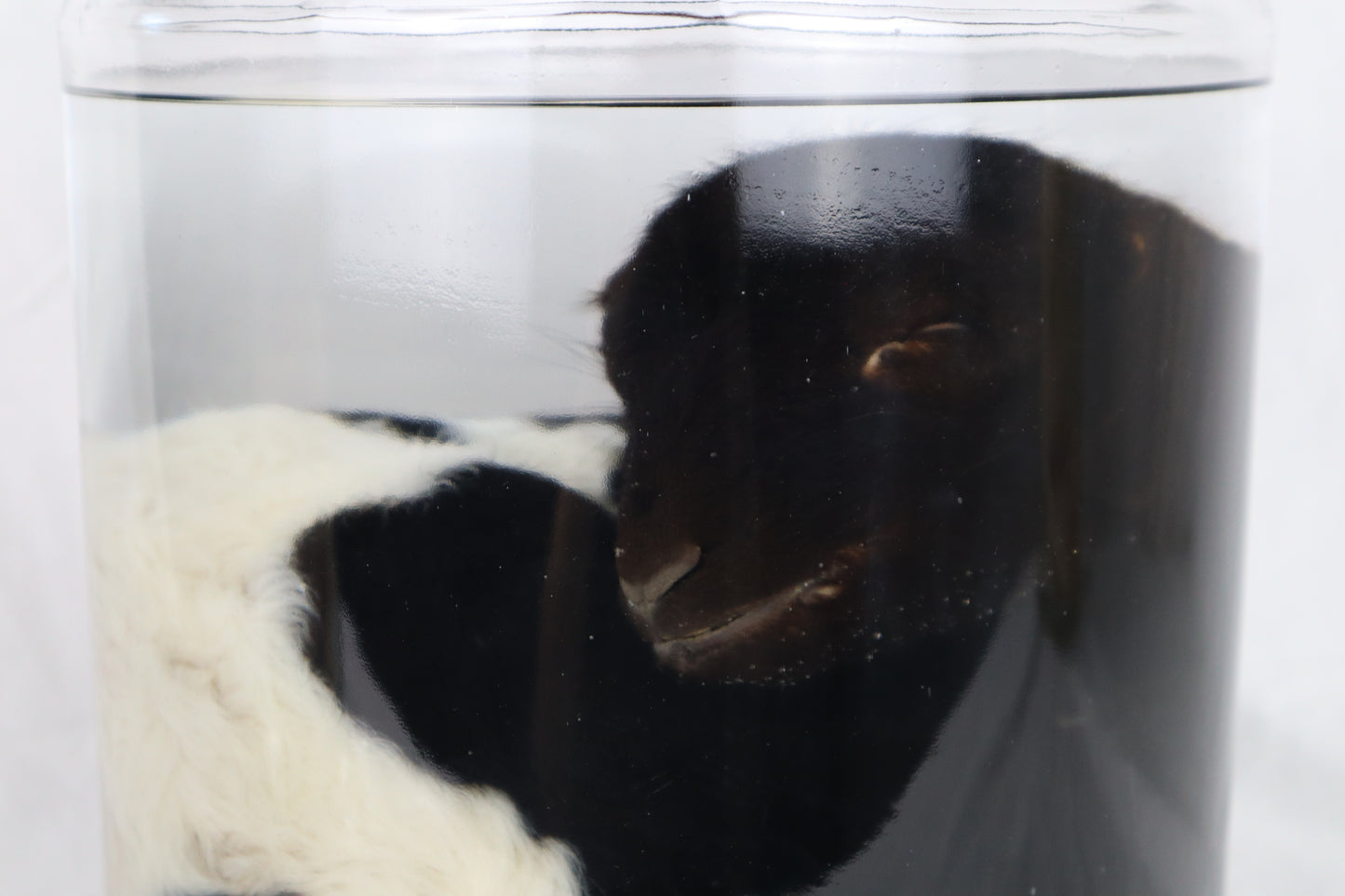 Wet Specimen Lamb