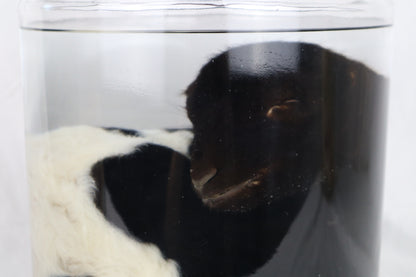Wet Specimen Lamb