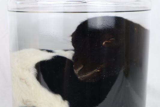 Wet Specimen Lamb