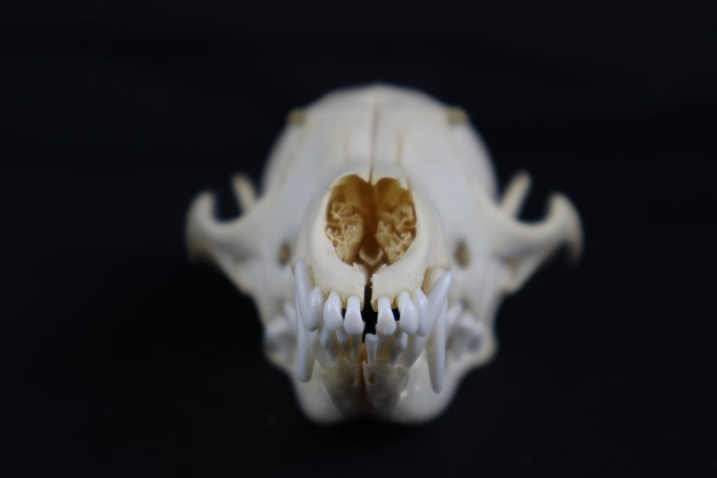 Red Fox Skull