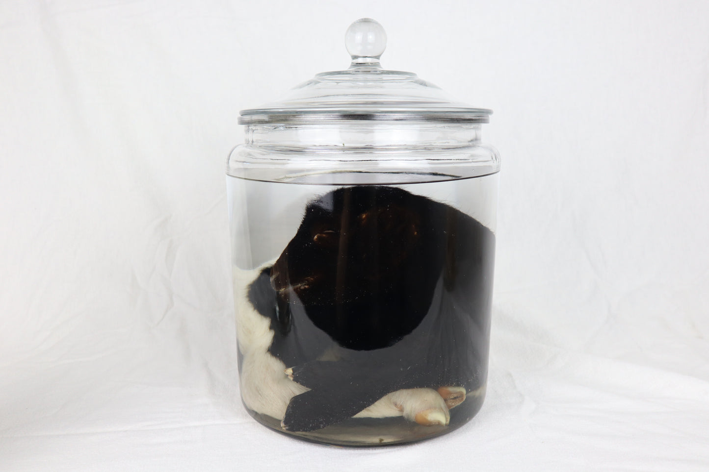 Wet Specimen Lamb