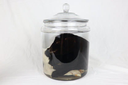 Wet Specimen Lamb