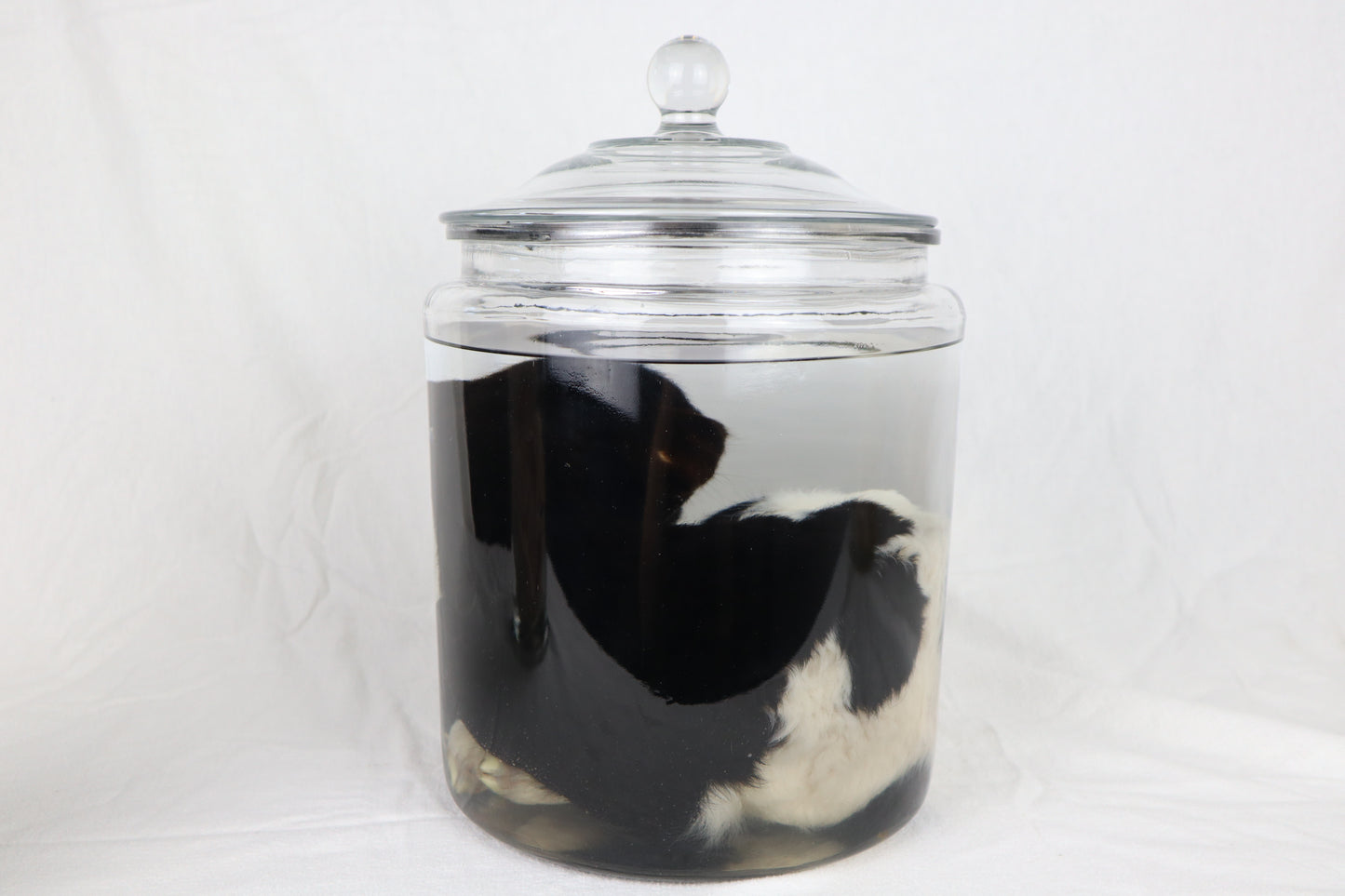 Wet Specimen Lamb