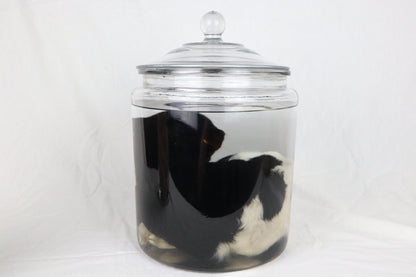 Wet Specimen Lamb