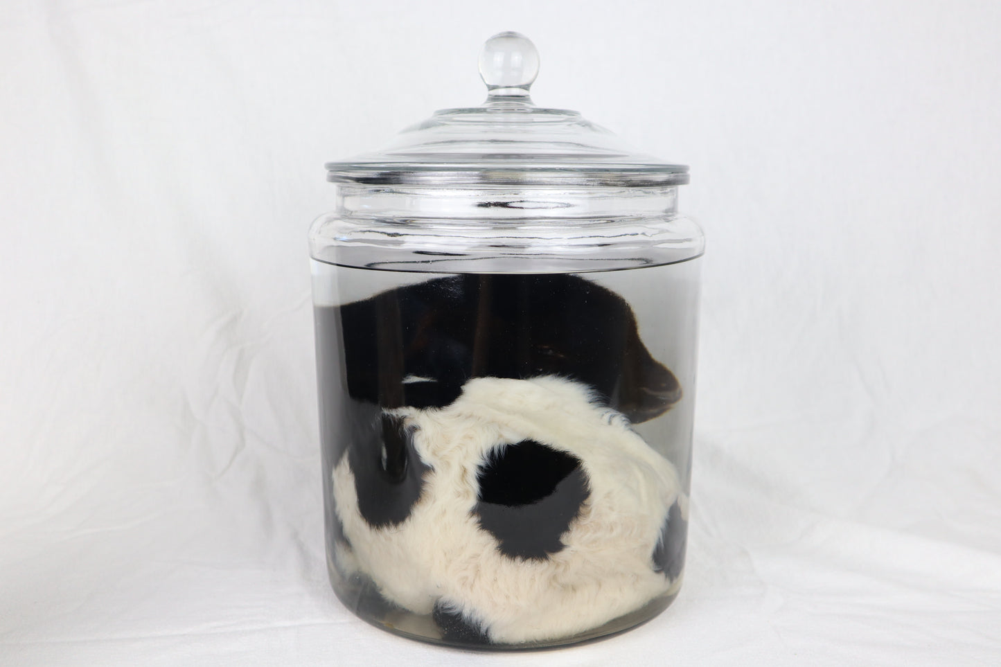 Wet Specimen Lamb