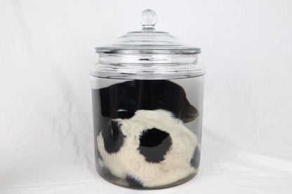 Wet Specimen Lamb