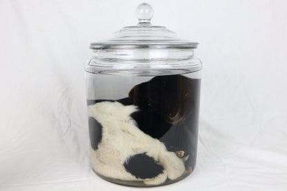 Wet Specimen Lamb