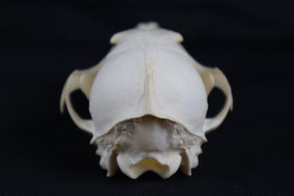 Red Fox Skull