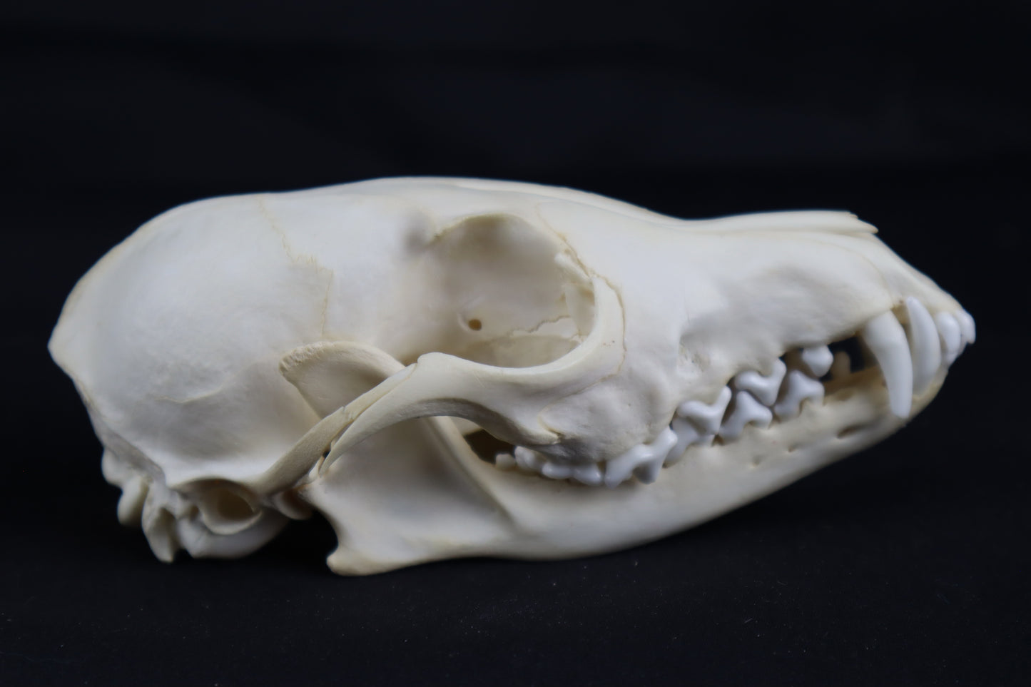 Red Fox Skull