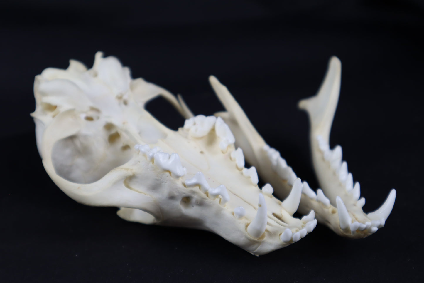 Red Fox Skull