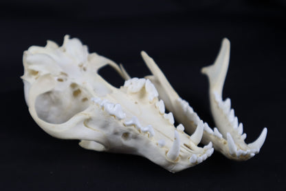 Red Fox Skull