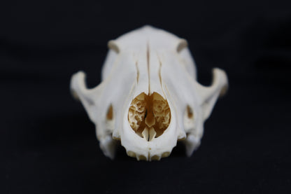 Craft Coyote Skull