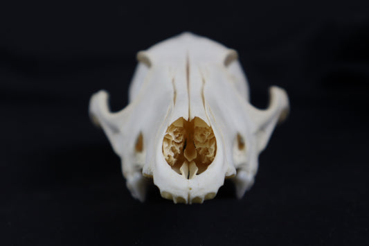 Craft Coyote Skull