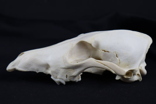 Craft Coyote Skull