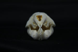 Fetal Beaver Skull