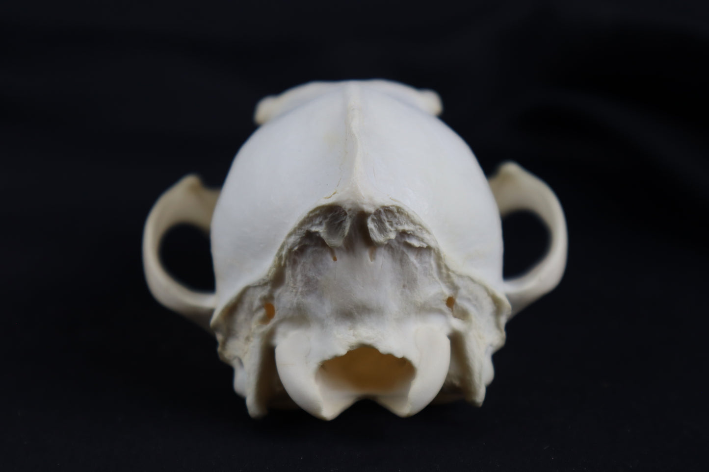 Craft Coyote Skull