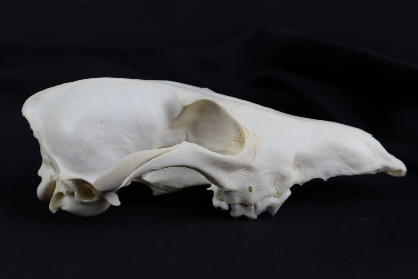 Craft Coyote Skull