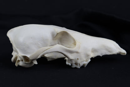 Craft Coyote Skull