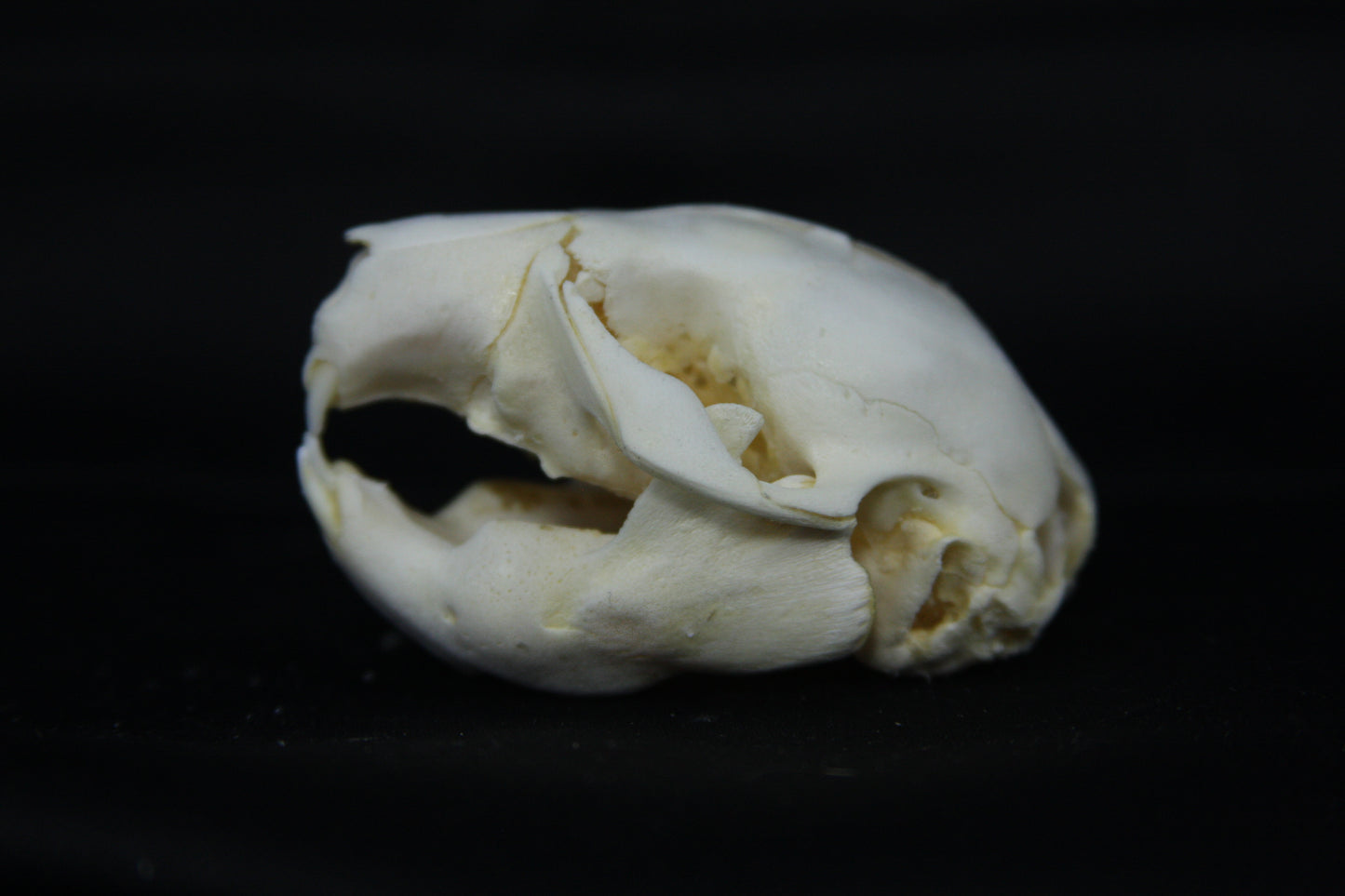 Fetal Beaver Skull