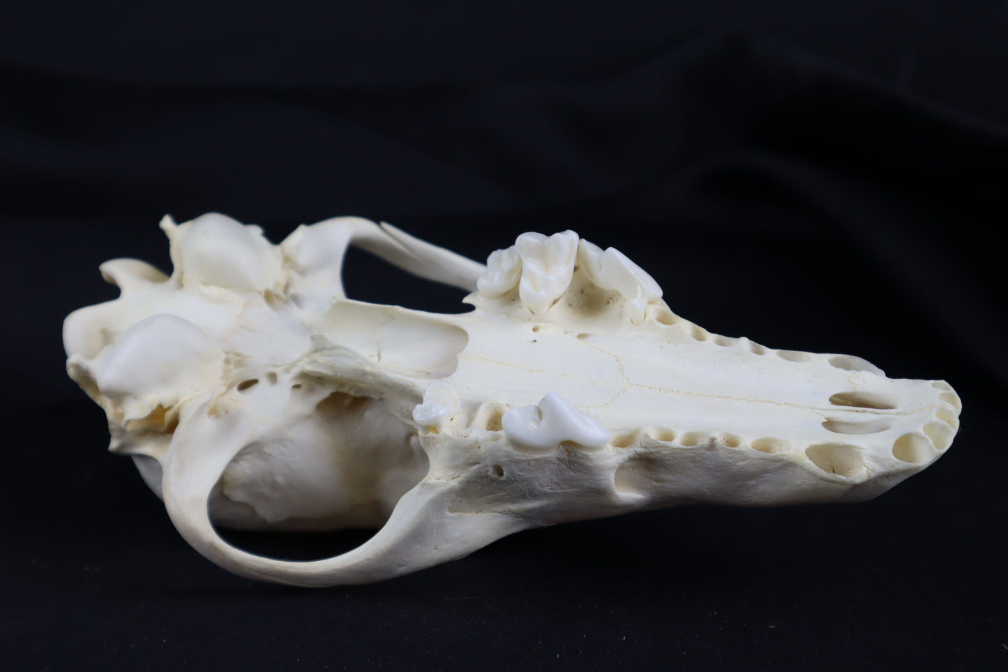 Craft Coyote Skull