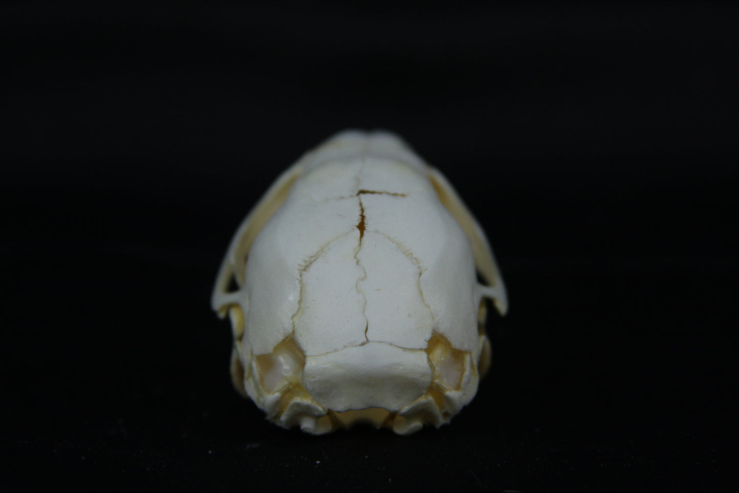Fetal Beaver Skull