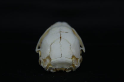 Fetal Beaver Skull
