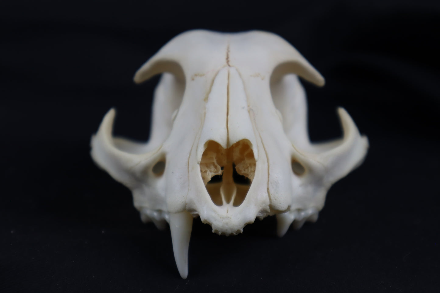 Craft Bobcat Skull