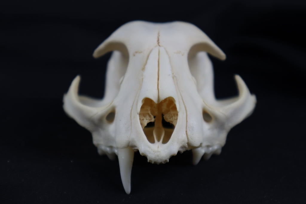 Craft Bobcat Skull