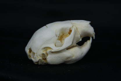Fetal Beaver Skull