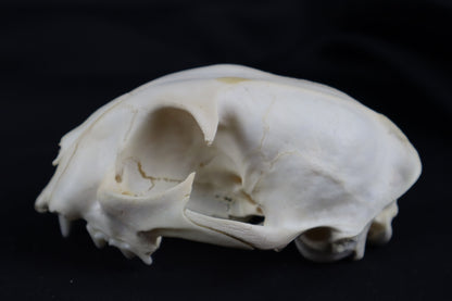 Craft Bobcat Skull
