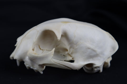 Craft Bobcat Skull