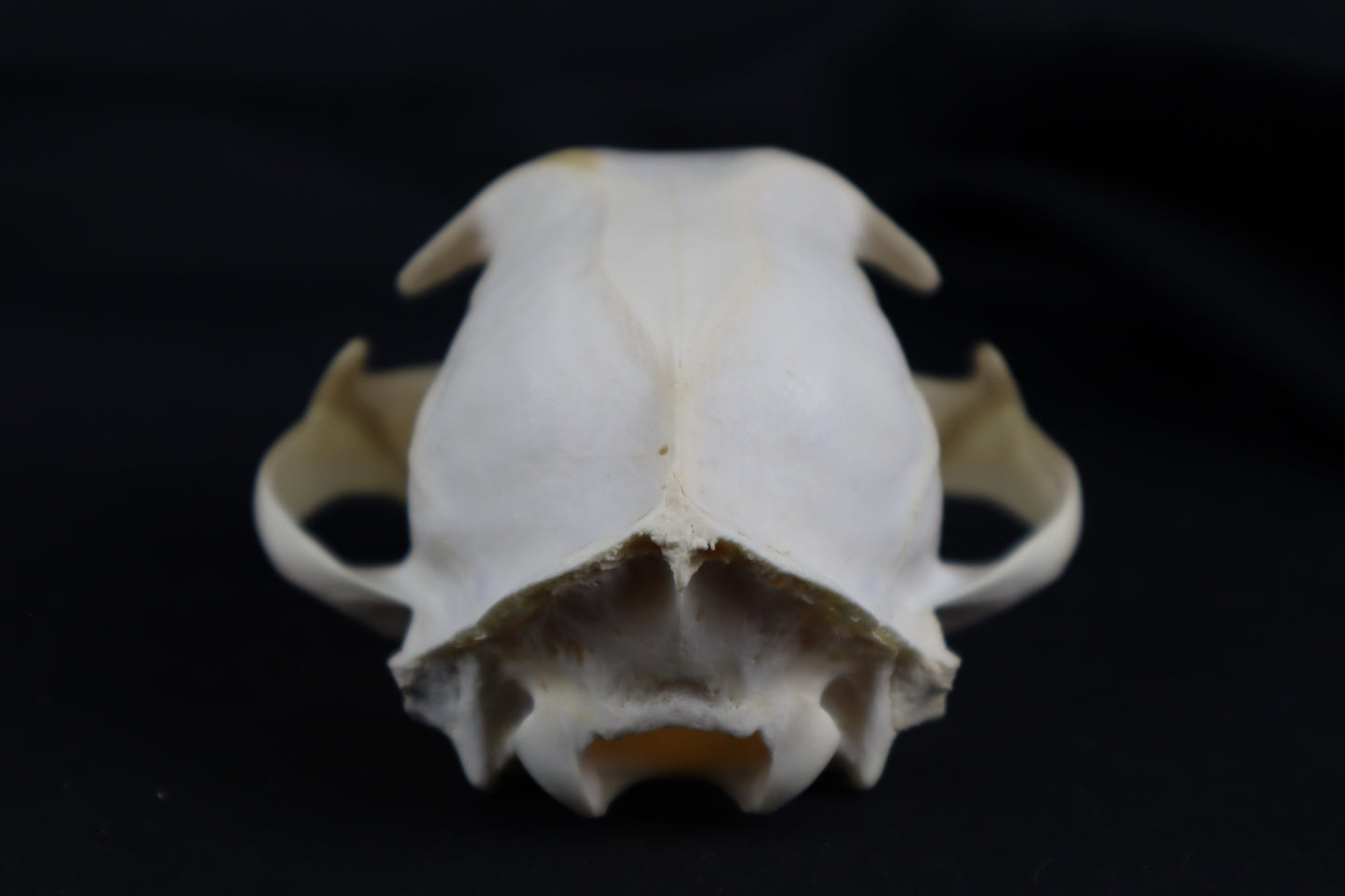 Craft Bobcat Skull