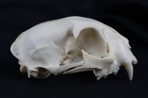 Craft Bobcat Skull
