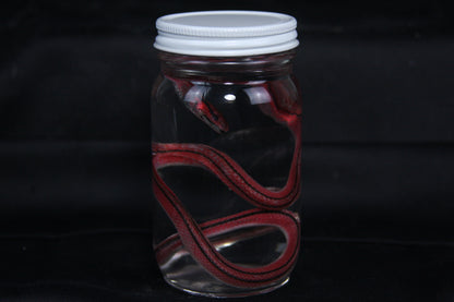 Juvenile Striped Bamboo Rat Snake Wet Specimen