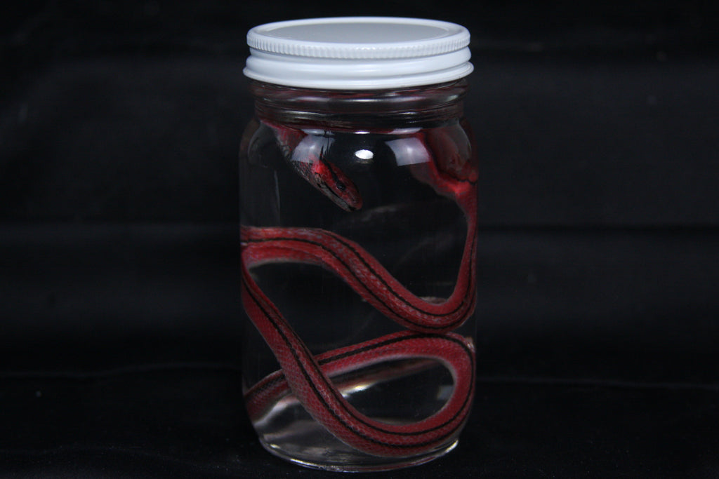 Juvenile Striped Bamboo Rat Snake Wet Specimen