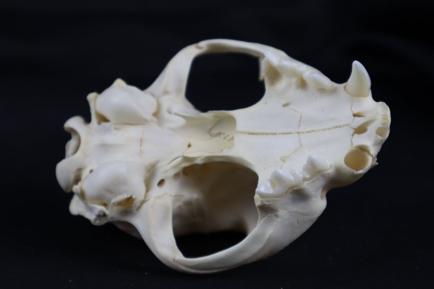 Craft Bobcat Skull