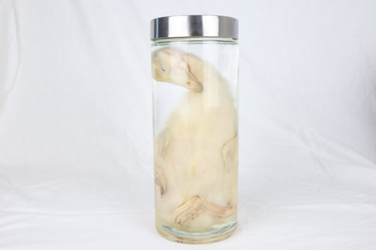 Reserved for Brianna - Wet Specimen Baby Goose