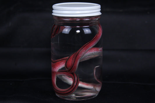 Juvenile Striped Bamboo Rat Snake Wet Specimen