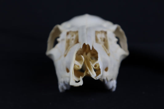 Craft Whitetail Doe Skull