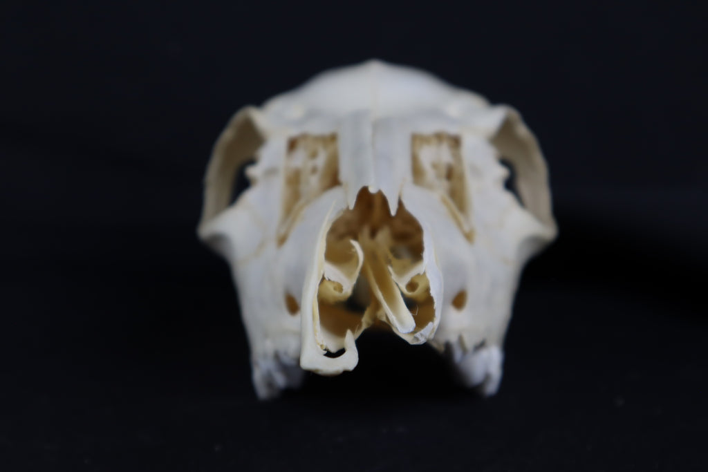 Craft Whitetail Doe Skull