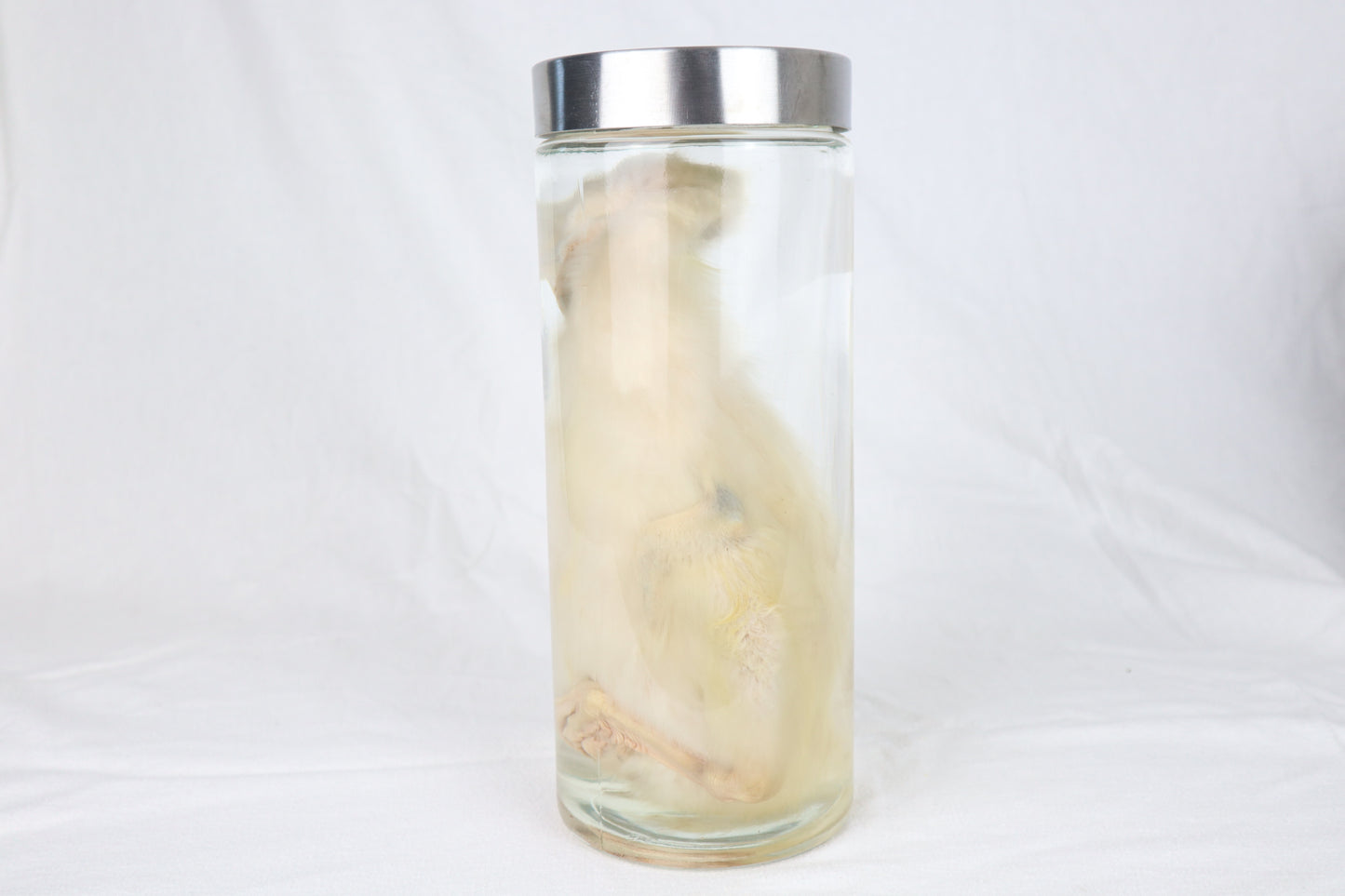 Reserved for Brianna - Wet Specimen Baby Goose