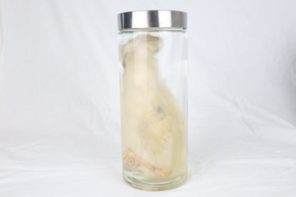 Reserved for Brianna - Wet Specimen Baby Goose