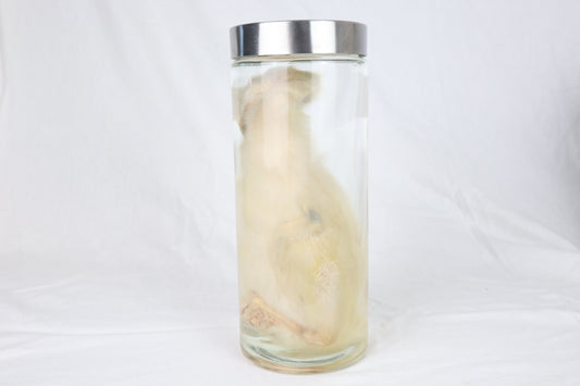 Reserved for Brianna - Wet Specimen Baby Goose